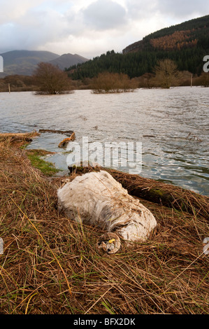 Pecora morta al bordo delle acque dopo le gravi inondazioni in West Cumbria, Novembre 2009 Foto Stock