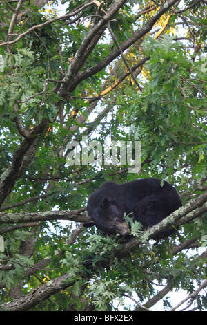 Black Bear mangiare Ghiande di quercia sulla Skyline Drive a nord di grandi prati, Parco Nazionale di Shenandoah, Virginia Foto Stock