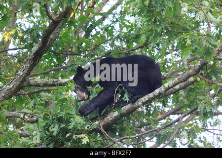 Black Bear mangiare Ghiande di quercia sulla Skyline Drive a nord di grandi prati, Parco Nazionale di Shenandoah, Virginia Foto Stock