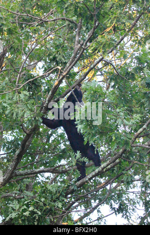 Black Bear mangiare Ghiande di quercia sulla Skyline Drive a nord di grandi prati, Parco Nazionale di Shenandoah, Virginia Foto Stock