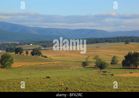 Fox Hunt in Swoope, Shenandoah Valley, Virginia Foto Stock