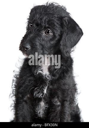 Colpo isolato di un adorabile Jack-a-Doodle cucciolo Foto Stock