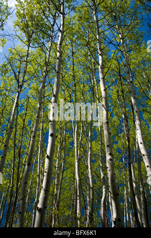 Guardando verso l'alto in Aspen Grove, con molla emergenti fogliame, maggiore Sudbury, Ontario, Canada Foto Stock