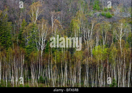 Collina di betulle bianche in primavera, maggiore Sudbury, Ontario, Canada Foto Stock