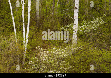 Di betulle e fioritura serviceberry, maggiore Sudbury, Ontario, Canada Foto Stock