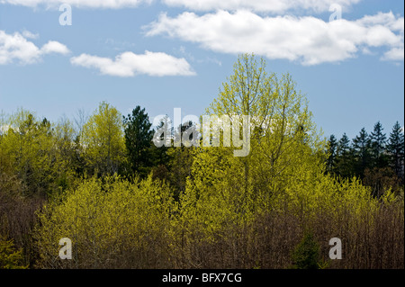 Il fogliame emergenti in Aspen Grove, maggiore Sudbury, Ontario, Canada Foto Stock