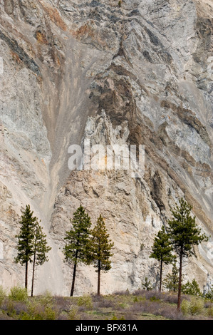 Alberi di pino e pareti del canyon- Thompson River Canyon, vicino Lytton, BC British Columbia, Canada Foto Stock