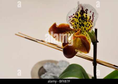 La signora Brown's lady slipper orchid (Paphiopedilum) Foto Stock