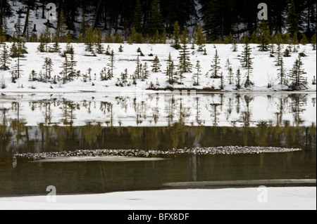 I pini di piantine riflesso in acque aperte a spring break-up, Jasper National Park, Alberta, Canada Foto Stock