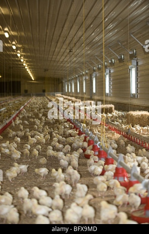 All'interno di un capannone di pollo Foto Stock