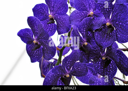 Orchid Vanda Sansai blu ("True Blue') aka Vanda Pachara delizia Foto Stock