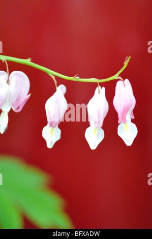 Il sanguinamento bianco Cuore Fiore (Dicentra spectabilis alba) Foto Stock