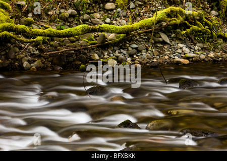 Goldstream creek e il litorale di muschio, Goldstream PP, Langford/Greater Victoria, BC British Columbia, Canada Foto Stock