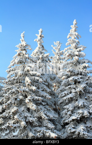 Abeti con neve sui rami sotto il cielo blu Foto Stock