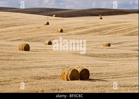 In Hayrolls prairie nel tardo inverno, vicino Mankota, Saskatchewan, Canada Foto Stock