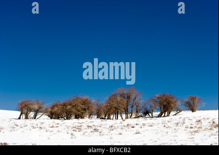 Snowy prairie collina con un intrico di arbusti, Cypress Hills parco interprovinciale, Alberta, Canada Foto Stock