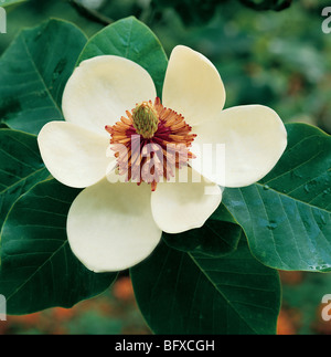 Magnolia wilsonii fioritura Foto Stock
