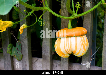 Un tipo di Turk il turbante zucca crescente in un giardino Bartkowa, Polonia. Foto Stock