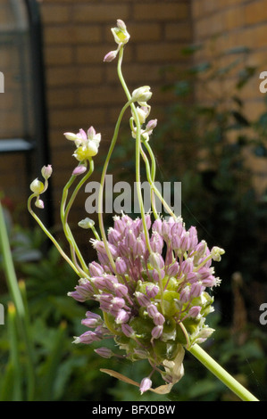 Wild Leek, allium ampeloprasum var babingtonii Foto Stock