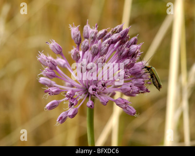 Cipolle selvatiche, allium vineale Foto Stock