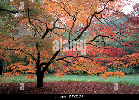 I colori autunnali a Westonbirt Arboretum Foto Stock