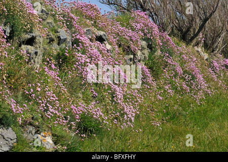 La parsimonia o mare rosa - Armeria maritima, crescente sul Cornish muro di pietra. Foto Stock