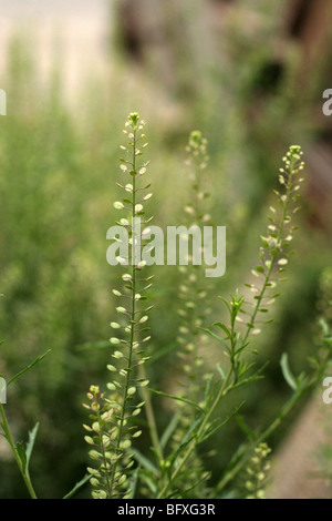 Peppergrass. Lepidium virginicum. Foto Stock