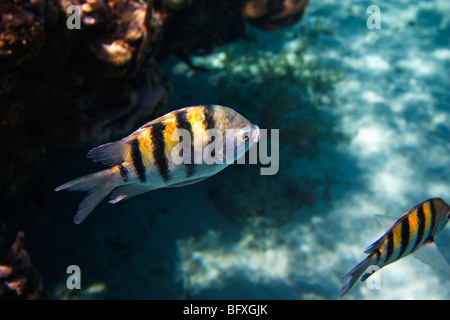 Abudefduf saxatilis, sergente Major pesci tra le barriere coralline, Cuba Foto Stock