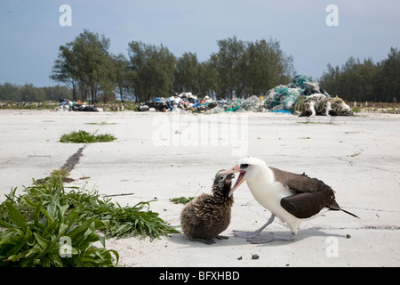 Laysan Albatross genitore che mangia pulcino. Il mucchio di detriti marini raccolti dalla costa da volontari è in lontananza Foto Stock