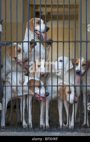 Fox Hounds nel canile Foto Stock