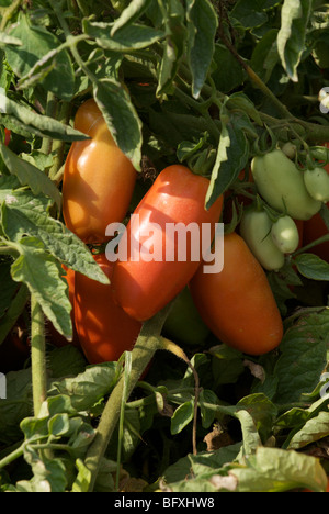 Pomodori San Marzano Foto Stock