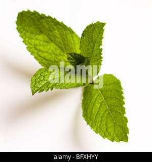 Fresh cut con foglie di menta isolato su bianco Foto Stock