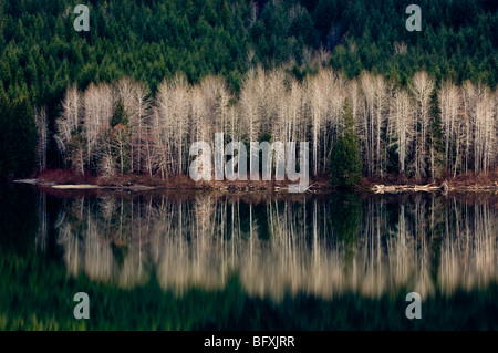 Inizio della primavera riflessioni a Sproat Lake, vicino a Port Alberni, BC British Columbia, Canada Foto Stock