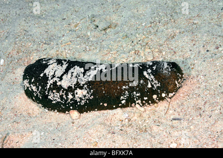 Nero 'sea cetriolo', Holothuria atra, Foto Stock