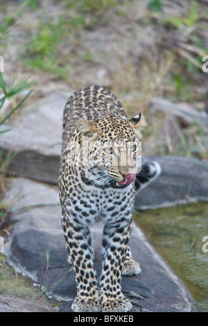 Donna africana di Leopard, Panthera pardus, in piedi su una pietra in un letto del fiume. Masai Mara, Kenya, la molla. Foto Stock