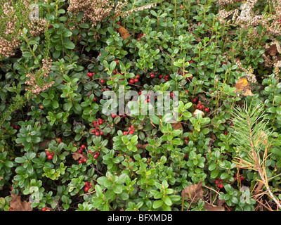 Vista ravvicinata del campo cowberry con un sacco di bacche rosse e verdi foglie Foto Stock