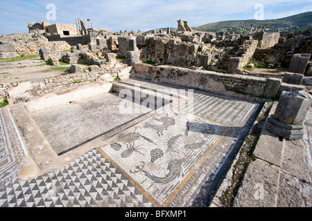 Carro di Anfitrite trainato da un mosaico di cavalluccio marino a casa di Orfeo in rovine Romane di Volubilis Marocco Foto Stock