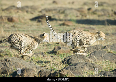 Due Cheetah cubs, Acinonyx jubatus, rincorrono. Masai Mara riserva nazionale del Kenya. Foto Stock