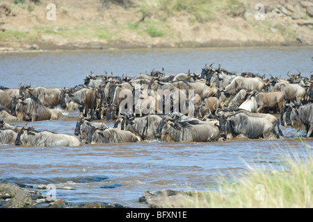 Gnu, Connochaetes taurinus, cominciare a nuotare fiume di Mara. Masai Mara riserva nazionale del Kenya. Foto Stock