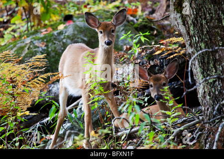 Due White-Tailed cervi (Odocoileus virginianus) noto anche come il cervo della Virginia o il culbianco in Quebec, Canada Foto Stock