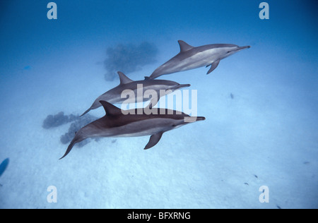 Mar Rosso. i delfini. Marsa Alam - Samadai Bay, subacquea, acqua limpida acqua blu, scuba diving,, oceano mare, snorkeling, mammiferi Foto Stock