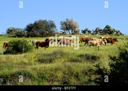 Israele Negev, Lakish regione, roaming libero il pascolo di bestiame nei campi Foto Stock