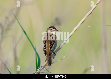 Schilfrohrsänger (Acrocephalus schoenobaenus) - Sedge trillo Foto Stock