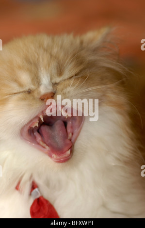 Gattino persiano, con nastro rosso, sbadigli Foto Stock