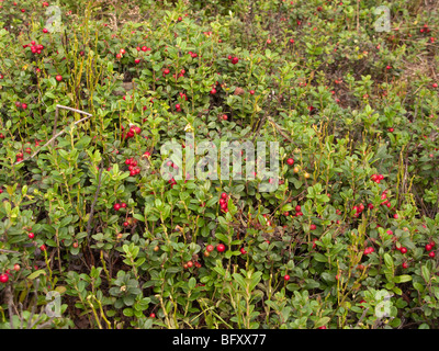 Vista ravvicinata del campo cowberry con un sacco di bacche rosse e verdi foglie Foto Stock