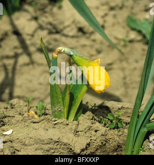 Un commerciale recedono daffodil pianta infettata da marciume basale (Fusarium oxysporum) Foto Stock