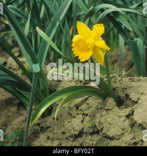 Un commerciale recedono daffodil pianta infettata da marciume basale (Fusarium oxysporum) Foto Stock