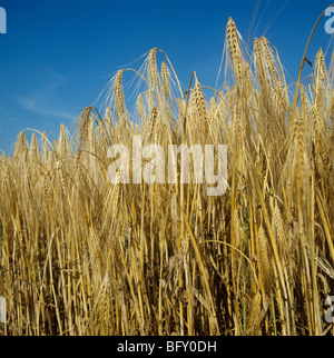 Mature sei file di orzo contro un intenso blu cielo estate Foto Stock