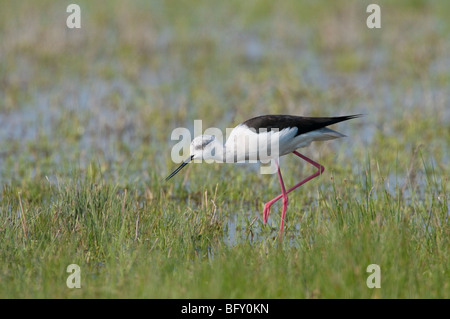 Stelzenläufer Stilt himantopus nero alato Foto Stock