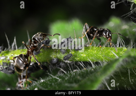 Giardino formiche (Lasius niger) tendente nero afidi Foto Stock